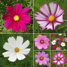Cosmos Cosmos Bipinnatus Five Colors Seeds for colorful blooms in the Wildflower Seasonal Beds