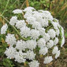 Ammi Majus Fabaceae Seeds for seasonal color across the Flower Herb Garden