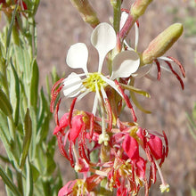 Gaura Gaura Lindheimeri Scarlet Wildflower Seeds prized for pollinator Natural Landscaping