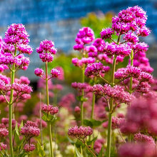 Jupiter’s Beard Seeds (Centranthus ruber) for a lasting display in the Flower Bed & Garden