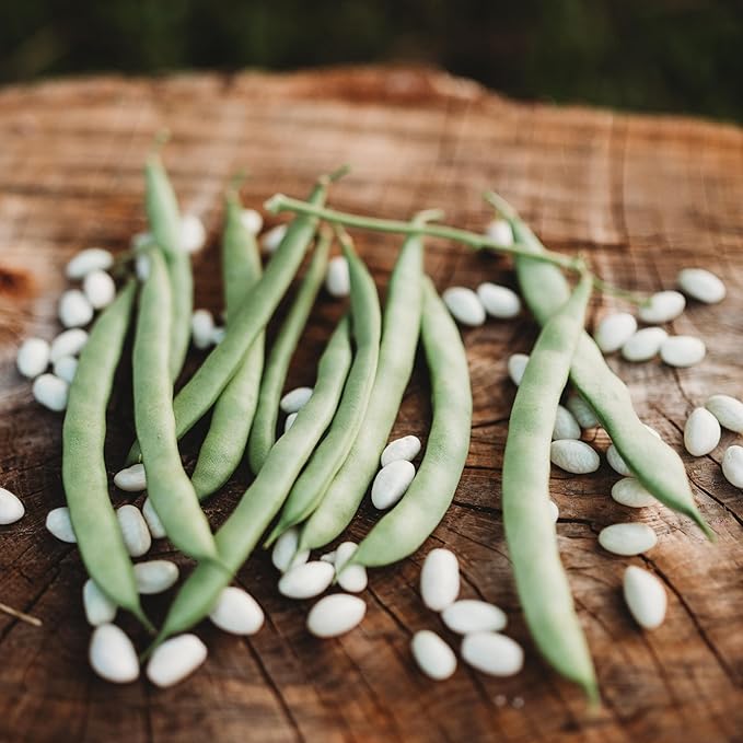 White Knife Bean seeds, organic natural