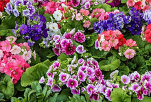 Mixed Geranium Seeds (Pelargonium spp.) for growers filling out the Flower Bed