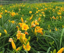 Fresh Rare Hybrid Daylily Seeds for long-term planting in the yard