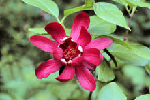 Calycanthus Floridus Seeds for growers filling out the Flower Bed