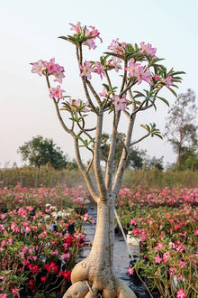 Desert Rose Seeds for long-term planting in the yard
