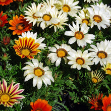Africa Gazania Seeds (Gazania rigens) for a bright addition to the Flower Garden
