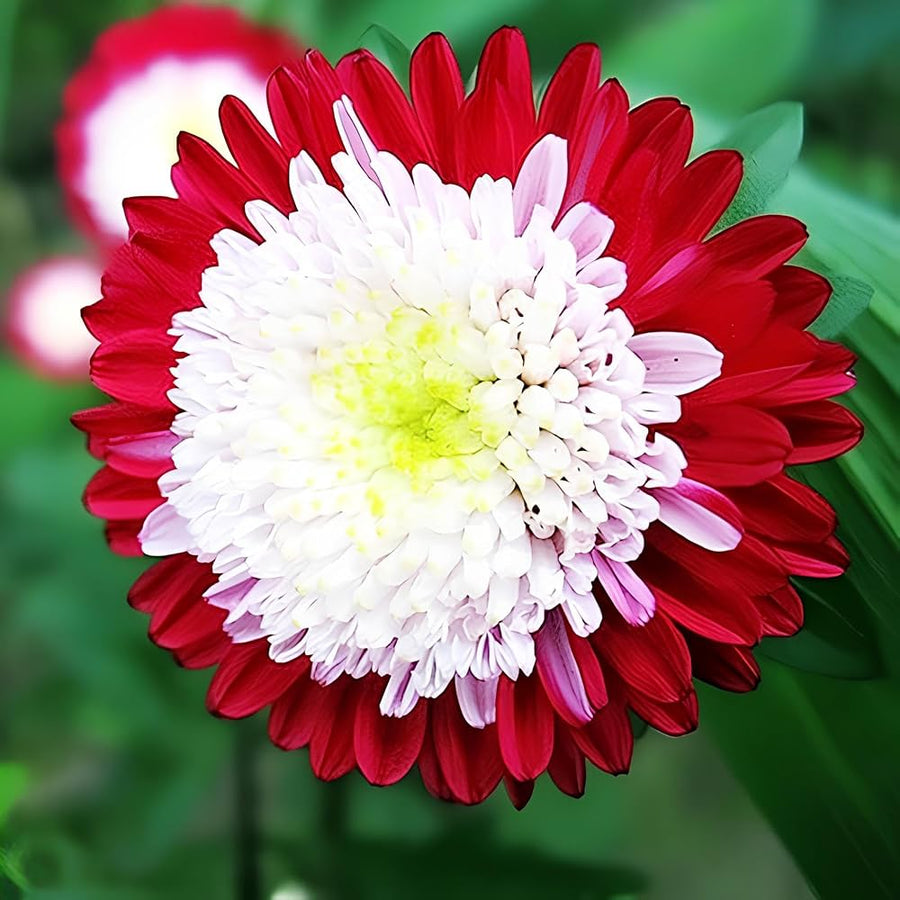 Aster Black Rainbow Chrysanthemum Perennial Flower - for planting in home garden