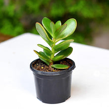 Crassula Ovata Plants (Crassula ovata) for easy-care planting in the Succulent Garden