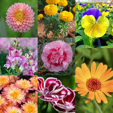 Wand Seeds for colorful blooms in the Balcony Pots & Garden