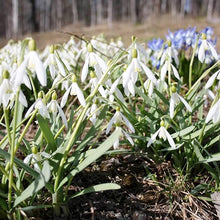 Snowdrop Galanthus Nivalis Bonsai Seeds for growers establishing the Indoor Garden Borders