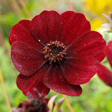Chocolate Cosmos ��������� Cosmos atrosanguineus ��������� for planting in flower beds