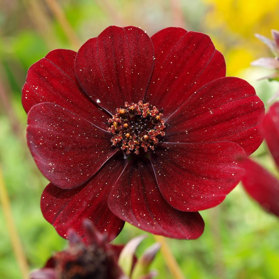 Chocolate Cosmos ��������� Cosmos atrosanguineus ��������� for planting in flower beds