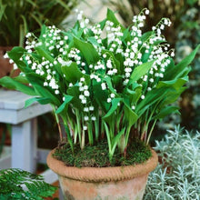 Lily Lilium Candidum Seeds (Giglio delle) for a lasting display in the Garden Potted Displays