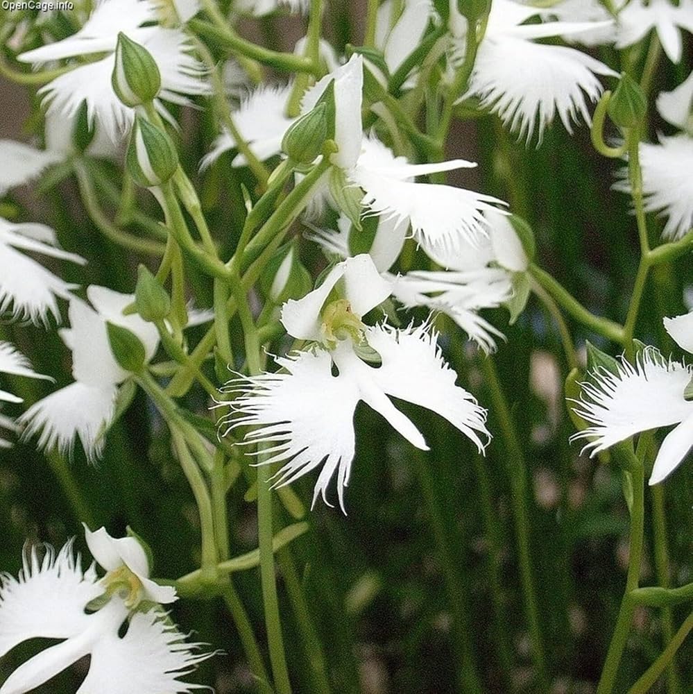 Rare Heirloom White Shrub Flower - for planting in home garden