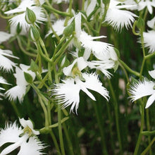 Rare Heirloom White Shrub Seeds for gardeners building out beds and borders