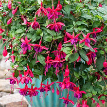 Fuchsia Seeds (Fuchsia spp.) for a bright addition to the Flower Bed & Garden