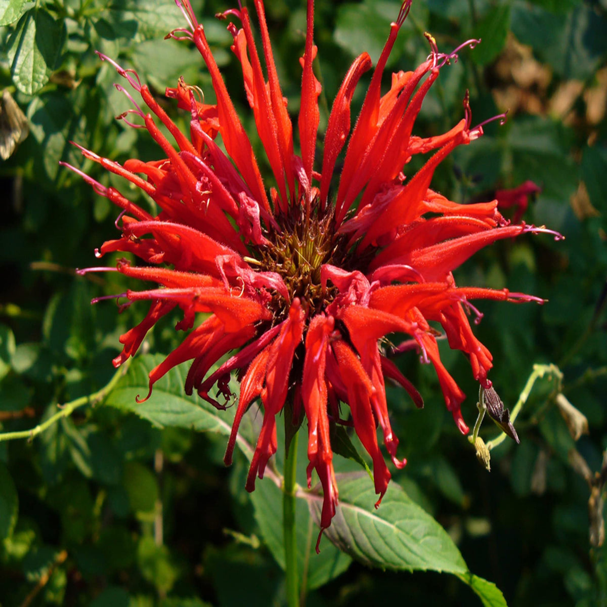 Bee balm flower Monarda didyma scarlet red seeds for planting in pollinator gardens or sunny backyard beds