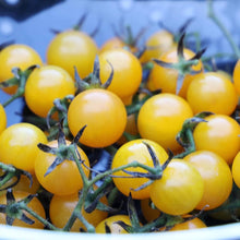 Lemon Boy Tomato Seeds for growers stocking the Solanum patch urban garden