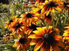 Gloriosa Daisy Heirloom Wildflower Pollinator-Friendly Seeds for growers seeking a long-blooming display
