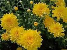Chrysanthemum Mixed Seeds for seasonal color across the flower bed