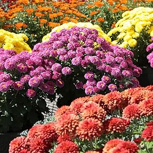 Chrysanthemum flower (Chrysanthemum spp.) for planting in garden