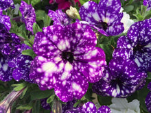 Rare Petunia Seeds (Petunia spp.) for seasonal color across the Flower Bed & Urban Garden