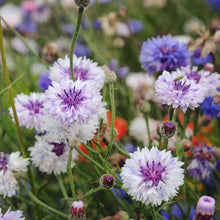 Bachelor Button Centaurea Cyanus Mixed Seeds for a bright addition to the Cut Flower Seasonal Borders
