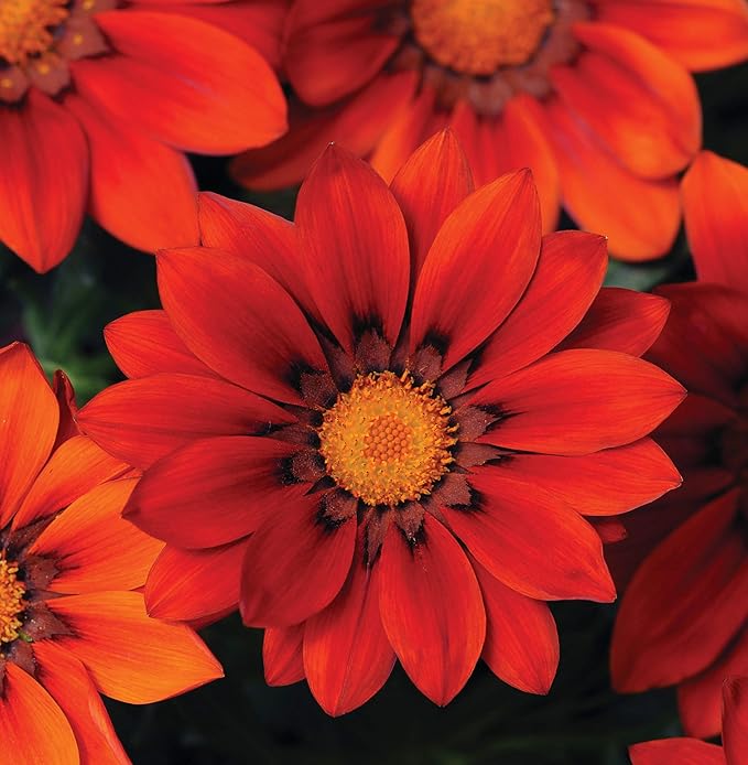 Gazania New Day Red Shades Flower Seeds â€“ Bold Red Tones for Sunny Beds
