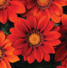 Gazania flower Seeds (Gazania rigens) for seasonal color across the garden beds or sunny balcony planters