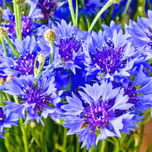 Light Blue Cornflower Seeds (Centaurea cyanus) for a bright addition to the Garden & Flower Bed