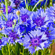 Black Bachelor Button Centaurea Cyanus Seeds for growers filling out the Flower Home Garden