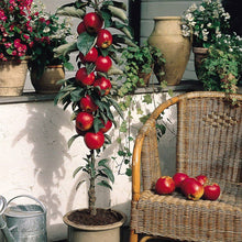 Red Mini Apple Seeds (Malus domestica) for a homegrown harvest from the patio and small-space gardens