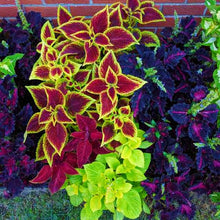 Mixed Coleus Seeds (Coleus spp.) for a lasting display in the Flower Bed & Urban Garden