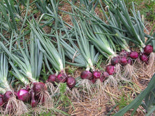 Onion Seeds (Allium cepa) for a reliable harvest in the Vegetable Home Garden