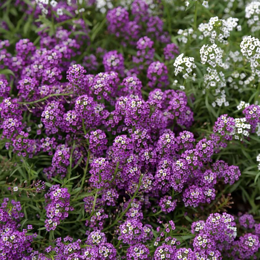 Violet Queen Alyssum Lobularia maritima Seeds for planting in flower bed