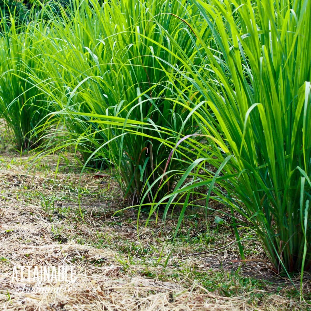 Lemongrass Cymbopogon citratus plant seeds