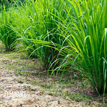 Lemongrass Cymbopogon citratus plant seeds