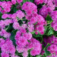 Ageratum Seeds for seasonal color across the Flower Home Gardens