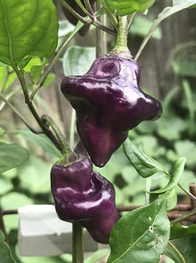 Purple Pepper Paprika Organic Seeds for a fresh homegrown crop from the Vegetable Patch