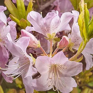 Azalea Rhododendron schlippenbachii Royal flower seeds for planting in home garden or shaded beds - for planting in home garden