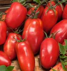Amish Paste Tomato Seeds for a productive addition to the vegetable patch