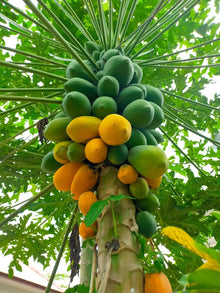 Maradol Papaya Seeds (Carica papaya) for a homegrown harvest from the tropical kitchen gardens and fast growth planting