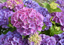 Hydrangea Seeds for trellises and fences in the Large, Beautiful Garden Blooms