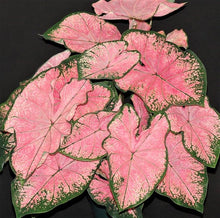 Caladium Seeds (Caladium bicolor) for a lasting display in the Flower Bed & Garden