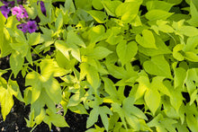 High Yield L Gums Seeds Pomoea Potato Seeds Sweet Potato Plant G Ante L Gum Edible Green Leaves age Of  Ornamental Garden Plant Premium Quality Seeds