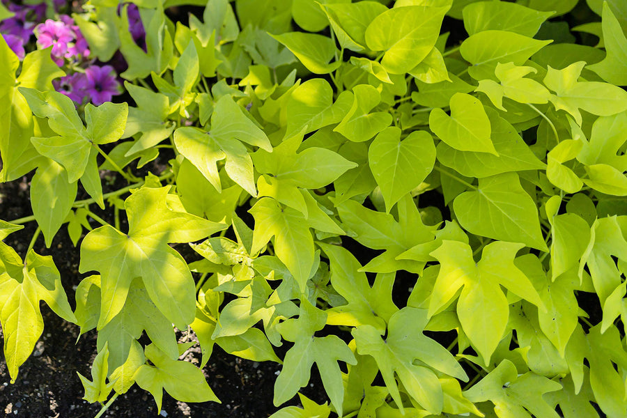 High Yield L Gums Seeds Pomoea Potato Seeds Sweet Potato Plant G Ante L Gum Edible Green Leaves age Of  Ornamental Garden Plant Premium Quality Seeds