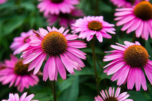 Cone Seeds (Echinacea purpurea) for colorful blooms in the Wildflower Garden & Flower Bed