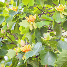 Liriodendron Tulipifera Liriodendron Tulipifera Seeds for seasonal color across the Urban Garden & Flower Bed