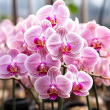 Light Green Orchid Perennial Seeds for a bright addition to the Balcony & Garden