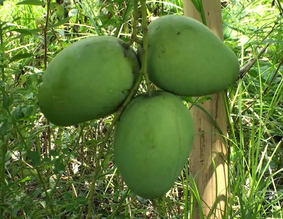 Giant green mango seed tropical fruit
